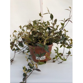 TRACHELOSPERMUM JASMINOIDES