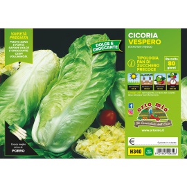 CICORIA E RADICCHIO PAN DI ZUCCHERO VARIETA' VESPERO 