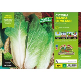CICORIA O RADICCHIO BIANCA DI MILANO VARIETA' SUMERO 