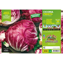 CICORIA O RADICCHIO ROSSO DI CHIOGGIA PRECOCE VARIETA' PRESTO-INDIGO 