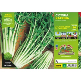 CATALOGNA GIGANTE VARIETA' KATRINA 