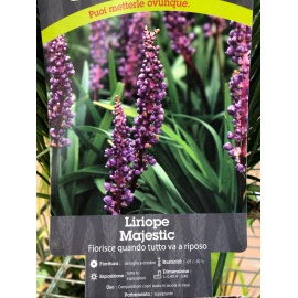 LIRIOPE
