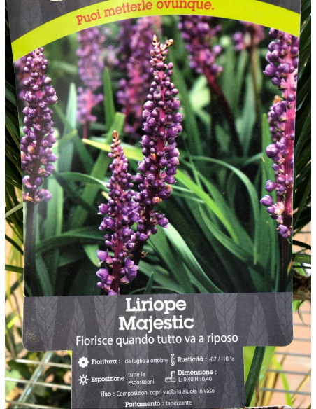 LIRIOPE