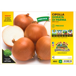 CIPOLLA DORATA PRECOCE DI PARMA VARIETA' FOKKER 