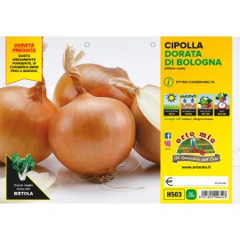 CIPOLLA DORATA DI BOLOGNA VARIETA' ELENKA