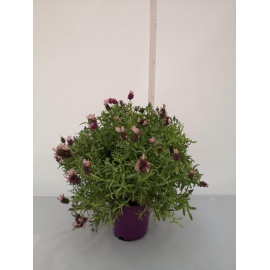 LAVANDA STOECHAS 2