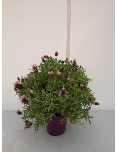 LAVANDA STOECHAS