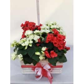 COMPOSIZIONE BEGONIE MISTE CON CASSETTA IN LEGNO BIANCA