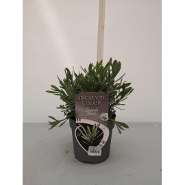 LAVANDA ANGUSTIFOLIA 2