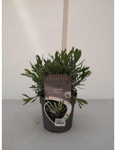 LAVANDA ANGUSTIFOLIA