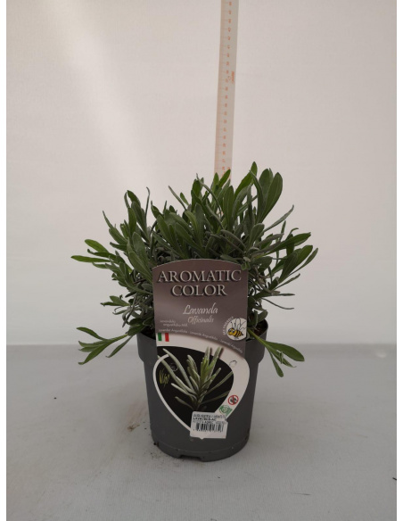 LAVANDA ANGUSTIFOLIA