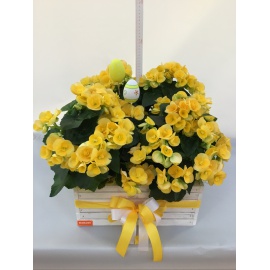 COMPOSIZIONE DI BEGONIE GIALLE CON CASSETTA IN LEGNO BIANCA