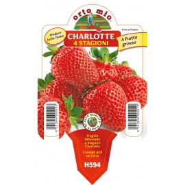 FRAGOLE 4 STAGIONI MEDIO-TARDIVA 