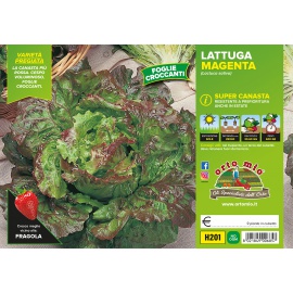 LATTUGA SUPERCANASTA 