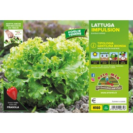 LATTUGA GENTILINA BIONDA