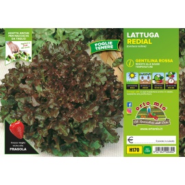 LATTUGA GENTILINA ROSSA