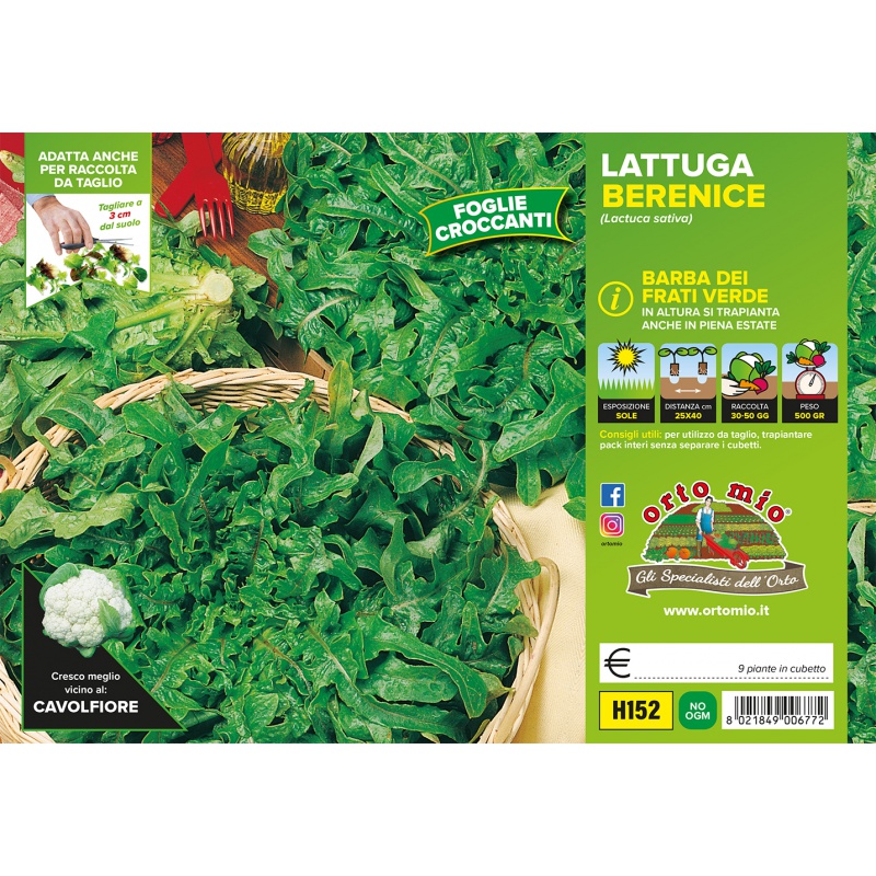 LATTUGA BARBA DEI FRATI VERDE H152 - Eshop Bardin Gardencenter