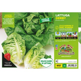 LATTUGA ZUCCHERINA ''CUOR DI LATTUGA''