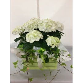 COMPOSIZIONE ORTENSIA BIANCA E EDERE CON CASSETTA  IN LEGNO 