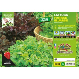 LATTUGA FOGLIA DI QUERCIA MIX 
