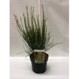  CYTISUS PRAECOX GINESTRA