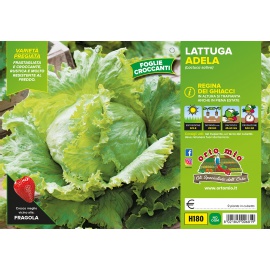 LATTUGA REGINA DEI GHIACCI 
