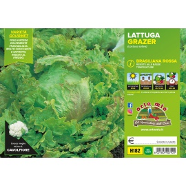 LATTUGA BRASILIANA ROSSA 