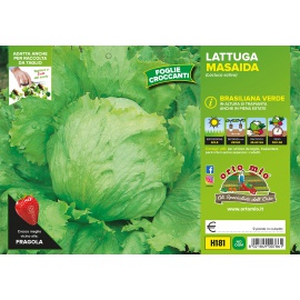 LATTUGA BRASILIANA VERDE