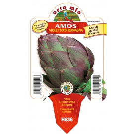 CARCIOFO VIOLETTO 