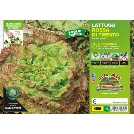 LATTUGA ROSSA DI TRENTO 