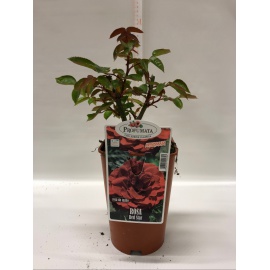 ROSA PROFUMATA