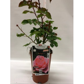 ROSA PROFUMATA 2