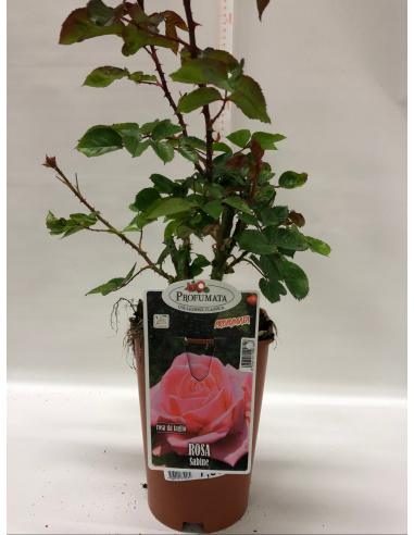ROSA PROFUMATA