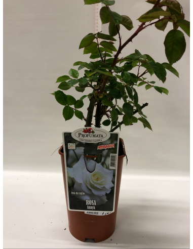 ROSA PROFUMATA