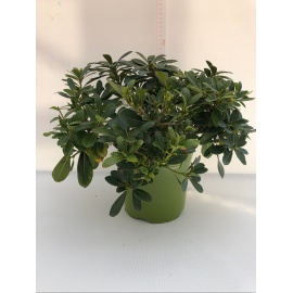 PITOSPORUM