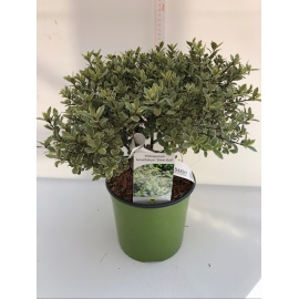 PITOSPORUM TENUIFOLIUM