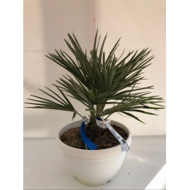 CHAMAEROPS HUMILIS