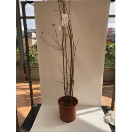 CHIMONANTHUS PRAECOX CALYCANTHUS