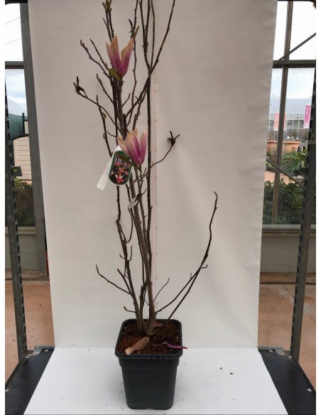 MAGNOLIA DA FIORE