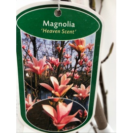 MAGNOLIA DA FIORE 2