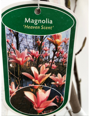 MAGNOLIA DA FIORE