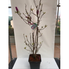 MAGNOLIA DA FIORE 2