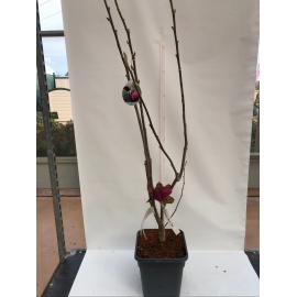 MAGNOLIA DA FIORE 2