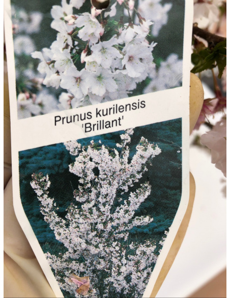 PRUNUS DA FIORE