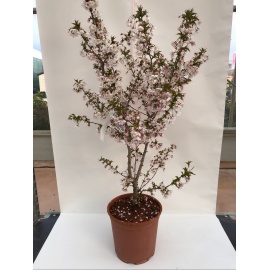 PRUNUS DA FIORE 2