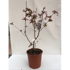 PRUNUS DA FIORE