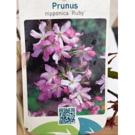 PRUNUS DA FIORE 2