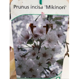 PRUNUS DA FIORE 2