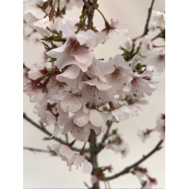 PRUNUS DA FIORE