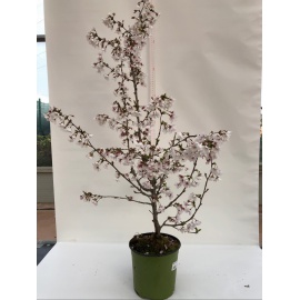 PRUNUS DA FIORE 2